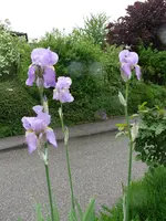 Blumen Schwertlilie.webp