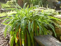 Agapanthus (2).webp
