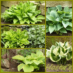 Hostas.webp