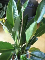 SDC15392.webp