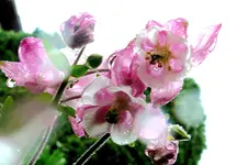 Blumen Akelei 3-1.webp