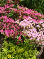 DSC03040.webp