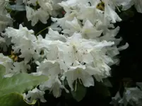 DSC03024.webp