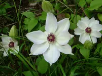 DSC03045.webp