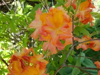 DSC03055.webp