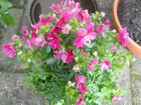 DSCN2068.webp