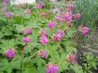 DSCN2069.webp