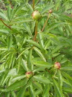 DSCN2076.webp