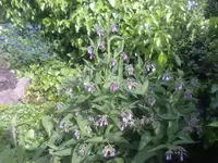beinwell blau.webp