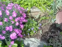 glockenblume und federnelke.webp
