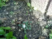 mini-reiherschnäbelchen.webp
