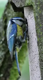 meise2.webp