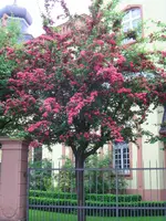 was-ist-das-fuer-ein-toller-baum-BILD2717.webp