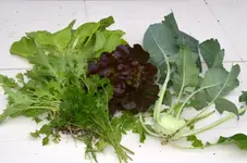 DSC_4574_Stielmus_Salat_Kohlrabi_Petersilie.webp