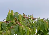 DSC_4685 Meise im Kirschbaum.webp DSC_4685 Meise im Kirschbaum.webp