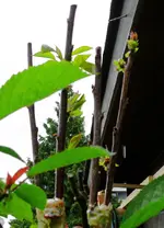 Obstbaum Veredelung Austrieb Kirsche.webp
