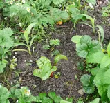 Mais Mangold Erdbeeren.webp