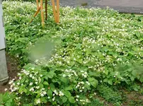 Moschuserdbeeren.webp