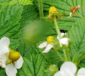 Moschuserdbeeren1.webp