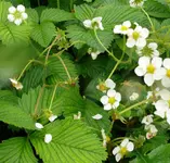 Moschuserdbeeren2.webp