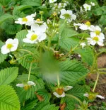 Moschuserdbeeren3.webp