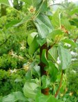 Obstbaum Apfelbaum1.JPG