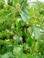 Obstbaum Apfelbaum1.webp