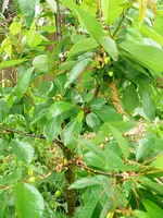 Obstbaum erste Kirschen 1.webp