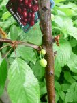 Obstbaum erste Kirschen.JPG