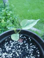 CIMG4943 - Kopie.webp