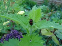 CIMG4921 - Kopie.webp