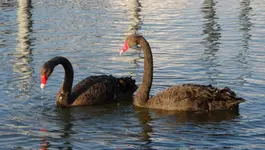 Bodensee (3)a.webp