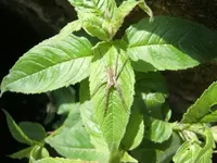 CIMG4952 - Kopie.webp