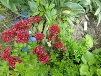CIMG4990 - Kopie.webp