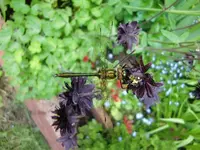 CIMG4973 - Kopie.webp