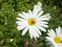 CIMG4984 - Kopie.webp