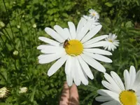 CIMG4985 - Kopie.webp