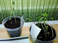 Honig_Wassermelonen.webp