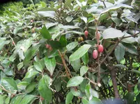 IMG_1009.webp