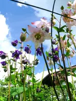 Blumen Akelei1.webp