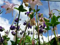 Blumen Akelei 2.webp
