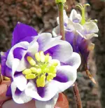 Blumen Akelei 3.webp