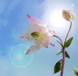 Blumen Akelei 4.webp