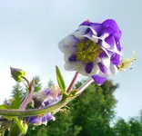 Blumen Akelei 5.webp