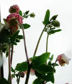 Blumen Akelei1.webp