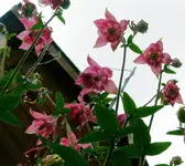 Blumen Akelei4.webp