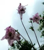 Blumen Akelei5.webp