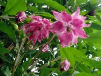 Blumen Akelei9.webp