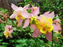 Blumen AkeleiB.webp