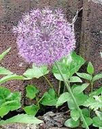 Blumen Zierlauch.webp